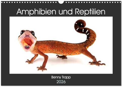 Amphibien und Reptilien (Wandkalender 2026 DIN A3 quer), CALVENDO Monatskalender: Amphibien und Reptilien aus aller Welt (CALVENDO Tiere)