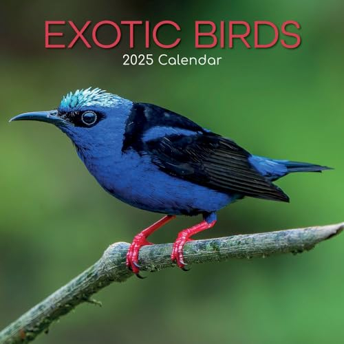 Exotic Birds – Exotische Vögel 2025 – 16-Monatskalender: Original Gifted Stationery-Kalender [Mehrsprachig] [Kalender] (Wall-Kalender)