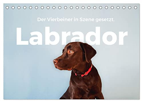 Labrador - Der Vierbeiner in Szene gesetzt. (Tischkalender 2026 DIN A5 quer), CALVENDO Monatskalender: Erleben Sie die besten Bilder von Labradoren. (CALVENDO Orte)