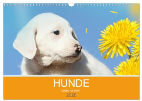 HUNDE LEBEN IST BUNT (Wandkalender 2026 DIN A3 quer), CALVENDO Monatskalender: HUNDE LEBEN IST BUNT - Fantasymotive für Hundefreunde (CALVENDO Tiere)