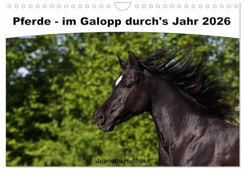 Pferde - im Galopp durch's Jahr 2026 (Wandkalender 2026 DIN A4 quer), CALVENDO Monatskalender: Jeden Monat eine wunderschöne Pferderasse (CALVENDO Tiere)