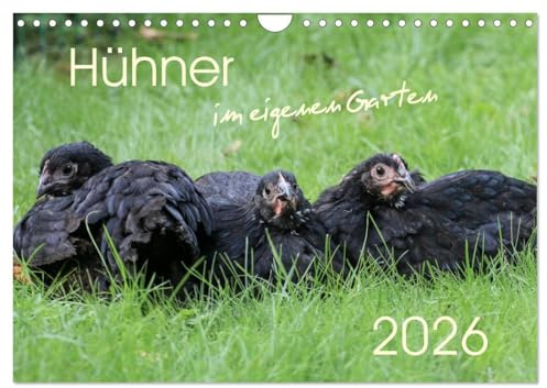 Hühner im eigenen Garten (Wandkalender 2026 DIN A4 quer), CALVENDO Monatskalender: Hübsche und hochwertige Aufnahmen von glücklichen Hühnern, die im eigenen Garten leben (CALVENDO Tiere)