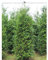 Lebensbaum Thuja plicata Atrovirens 160-180 cm. Angebot: 8 Thuja Heckenpflanzen
