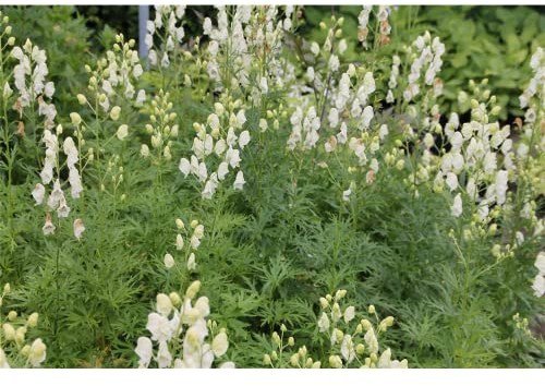 Aconitum napellus 'Album' - Garten-Eisenhut 'Album' - 11cm Topf