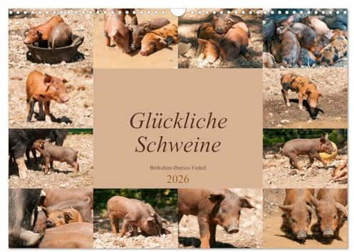 Glückliche Schweine Berkshire-Iberico Ferkel (Wandkalender 2026 DIN A3 quer), CALVENDO Monatskalender: Lustiger Alltag fröhlicher Schweinchen (CALVENDO Tiere)