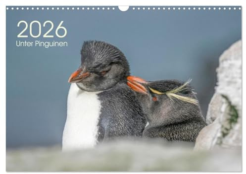 Unter Pinguinen (Wandkalender 2026 DIN A3 quer), CALVENDO Monatskalender: Pinguine begleiten Sie durchs Jahr. (CALVENDO Tiere)