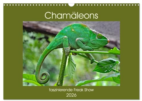 Chamäleons - faszinierende Freak Show (Wandkalender 2026 DIN A3 quer), CALVENDO Monatskalender: Reptilien mit den Superglupschern (CALVENDO Tiere)