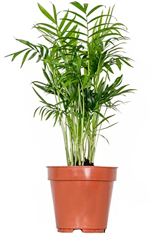 Bloomique - Chamaedorea Elegans - Palma nano messicana - Pianta da interno - Disinquinante - Sicuro per gli animali - Facile manutenzione - Altezza 30-40 cm - Vaso 12 cm