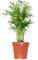 Bloomique - Chamaedorea Elegans - Bergpalme - Zimmerpflanzen - Pflegeleicht - Haustierfreundlich - Höhe 30-40 cm - Topf 12 cm