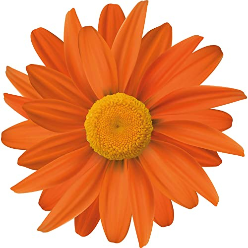 Kleberio Aufkleber Gerbera orange Autoaufkleber wasserfest Blumen Mülltonne Blumenwiese Dekoration selbstklebend Fensterbild Fliesenaufkleber für Kinder und Erwachsene 10 x 10 cm