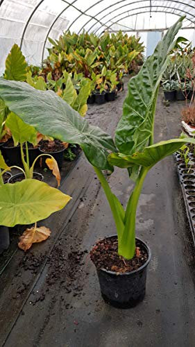 Alocasia macrorrhiza/Oreille d'Elephant conteneur de 2 à 2.9 litres
