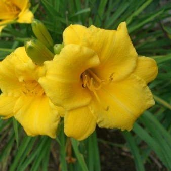 6x Taglilie 'Mini Stella' - Hemerocallis ‘Mini Stella’ - Topf 9x9cm