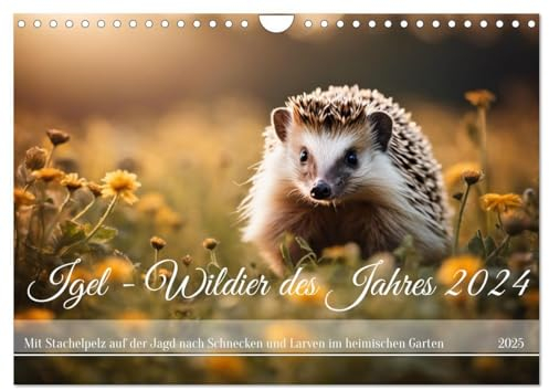 Igel - Wildtier des Jahres 2024 (Wandkalender 2025 DIN A4 quer), CALVENDO Monatskalender