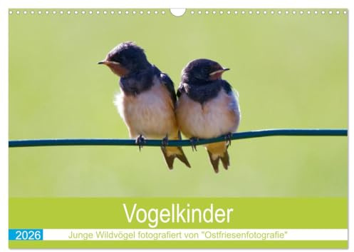 Vogelkinder - Junge Wildvögel (Wandkalender 2026 DIN A3 quer), CALVENDO Monatskalender: Fotografien von Wildvogelkindern wie Ästlingen und Jungvögeln (CALVENDO Tiere)