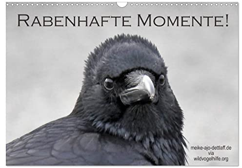 Rabenhafte Momente! (Wandkalender 2026 DIN A3 quer), CALVENDO Monatskalender: Faszination Rabenvögel. Weit besser als ihr Ruf! (CALVENDO Tiere)