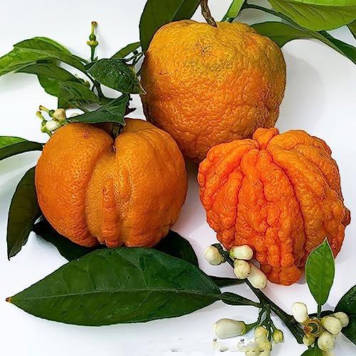 SAVINI VIVAI Pianta di Arancio Albero di Agrumi Arancio Amaro Bizzarria in Vaso da 20 cm Altezza 70 cm 2-3 Anni di innesto Made Italy
