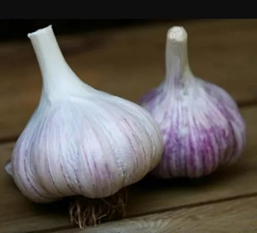 Whole Garlic Bulbs – Huge Non-GMO Bulbs for Fall Planting or Flavoring Dishes – Ready for Planting or Eating – (2 Bulb)