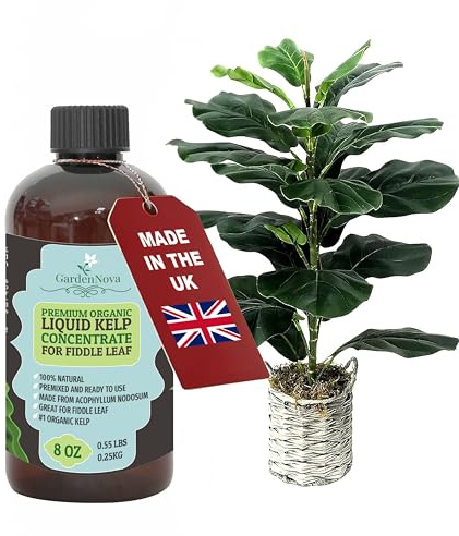 GARDENNOVA Premium Organic Seaweed & Kelp Superfood for Fiddle Leaf FIG Plants - 8 oz - Liquid Kelp Fertilizer Concentrate (Makes 25 Litres)