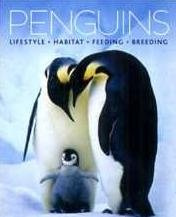 Penguins: Lifestyle - Habitat - Feeding - Behavior