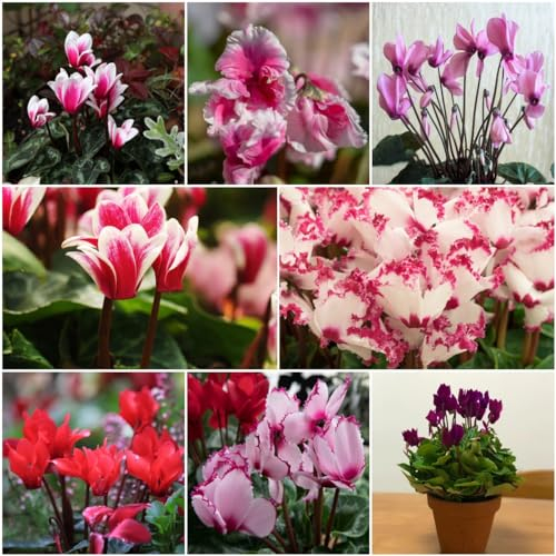 200 pcs Alpenveilchen winterhart pflanzen samen, winterharte pflanzen für garten,Cyclamen persicum, deko pflanze zimmerpflanzen ingarden bonsai bäumchen kaufen pflanzensamen kräutersamen