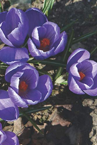 Krokus Notizbuch: Frühling Blumen - Krokus | Paperblank Tagebuch / Notizbuch mit 120 Seiten