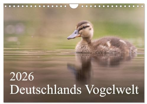 Deutschlands Vogelwelt (Wandkalender 2026 DIN A4 quer), CALVENDO Monatskalender: Ein Jahr voller spannender Vogelarten aus Deutschland. (CALVENDO Tiere)