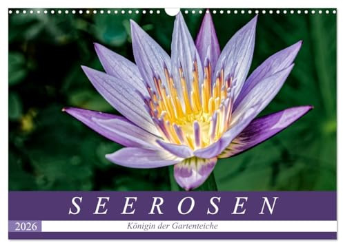 Seerosen - Königin der Gartenteiche (Wandkalender 2026 DIN A3 quer), CALVENDO Monatskalender: Seerosen: Zauberhafte Ansichten der schwimmenden Schönheiten. (CALVENDO Natur)