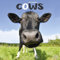 Cows - Kühe 2023 - 16-Monatskalender: Original Avonside-Kalender [Mehrsprachig] [Kalender] (Wall-Kalender)