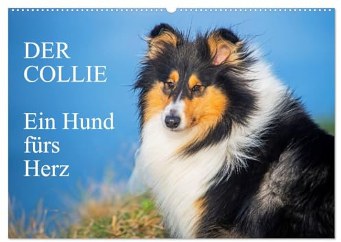 Der Collie - ein Hund fürs Herz (Wandkalender 2026 DIN A2 quer), CALVENDO Monatskalender: 13 wundervolle Fotos der Fotografin Sigrid Starick von ... begleiten und durch das Jahr (CALVENDO Tiere)