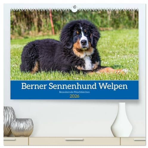 Berner Sennenhund Welpen - Bezaubernde Plüschbärchen (hochwertiger Premium Wandkalender 2026 DIN A2 quer), Kunstdruck in Hochglanz: Zauberhafte Bärchen (CALVENDO Tiere)