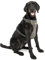 Kurgo Impact Dog Car Harness, Crash Tested, Integrates with Car Seatbelt System, Lightweight, Large-Black/Charcoal Grey