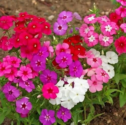 Phlox Cecily Dwarf 300 Seeds + Plant tag + Freebie - Phlox drummondii Nana compacta