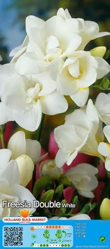 Freesienzwiebeln : Freesia - Freesie verschiedene Sorten 5 Blumenzwiebeln (weiß gefüllt)