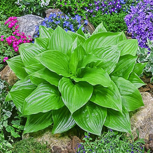 Hosta Bulbo, Hosta Rara, Cobertura Del Suelo, Hosta, Cuatro Estaciones, Plantas En Macetas,Tolerantes Al FríO Y A La Sombra, BalcóN, DecoracióN Del Patio-15bulbos-A