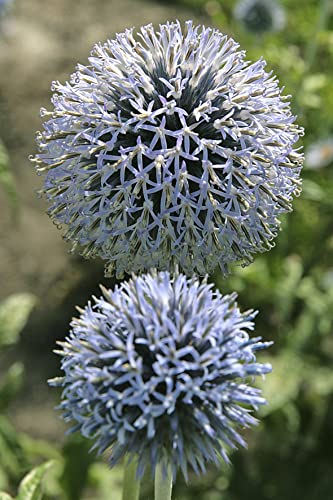 Perfect Plants Echinops bannaticus Taplow Blue Plant in 17cm Pot – Globe Thistle, Stunning Blue Globes, Hardy Perennial for Garden Borders