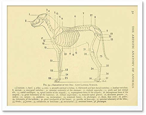Wee Blue Coo Drawing Page Anatomy Diagram Animals Haywood Dog Art Print Framed Poster Wall Decor Kunstdruck Poster Wand-Dekor-12X16 Zoll