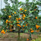 Albero di arancio resistente - semi semi di tiglio da frutto piante da ufficio piante resistenti in vaso frutta pianta balcone frutteto resistenti per balconi decorazione balcone 200pcs