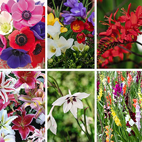 Scented Borders Summer Colour Bulb Collection Half-Hardy Summer Flowering Perennial Garden Plants 6 Colourful Varieties Perfect for Borders, 200 Bulbs by Thompson and Morgan