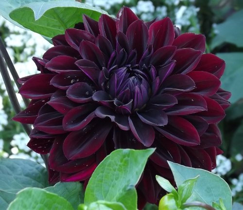 Sparpack : Dahlienknolle : Dahlia - Dahlie Dekodahlie Arabian Night 2 Knolle/Rhizom