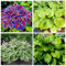 4 Stück-Hosta-Zwiebeln, Funkien Pflanze Winterhart, Seltene Funkie,Winterhart MehrjäHrig, Innenhof,Vier Jahreszeiten,Hosta Pflanzen，Funkien Rhizome-B