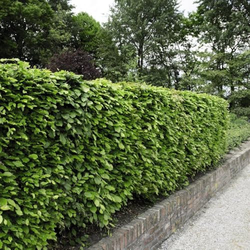 Copper Beech Hedging Plants - Fagus sylvatica f. purpurea - Hardy Privacy Screen with Colourful Foliage - Ideal for Garden Borders & Security - 1x 10 Litre Pot by Thompson and Morgan