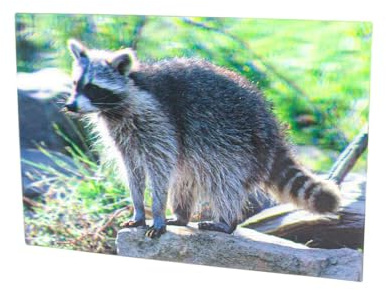 Unbekannt 3 D Ansichtskarte Waschbär, Postkarte Wackelkarte Hologrammkarte Tier Waschbären