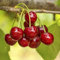 Kirschbaum Samen Winterhart MehrjäHrig Gartenpflanzen Obstbaum Frisches Obst Bio Saatgut Exotische Winterharte Pflanzen Kirsch SäUlenobst Baum Pflanzensamen Garten Geschenk 20 Kirschsamen