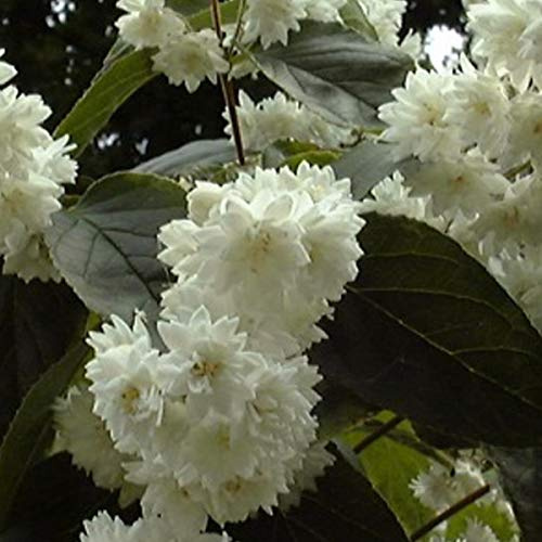 Deutzia Magnifica- Deutzie magnifica 60-80 cm en conteneur