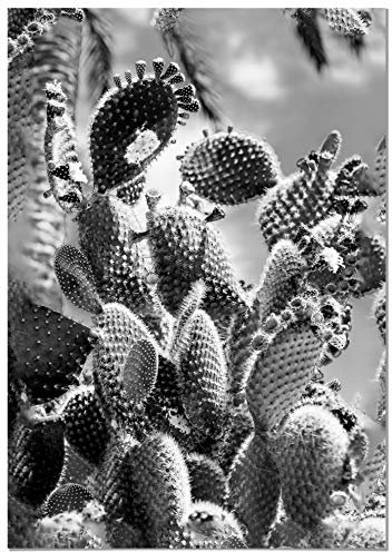 Panorama Poster Cactus Noir et Blanc 35x50 cm - Imprimée sur Poster 250gr - Tableau Décoratif Mural - Affiche