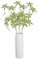 3 Stück Geldbaum, Feng Shui Geldbaum Pachira Aquatica Pflanze, Altman-Pflanzen, Geldbaumpflanze, Einfach zu Züchtende Zimmerpflanze, Geschenk, Heimdekoration
