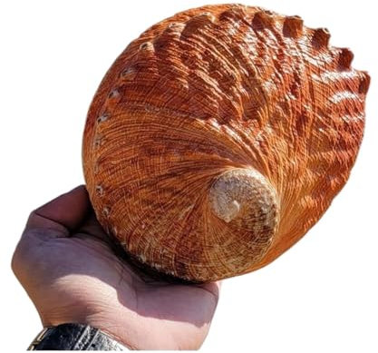 YBAAKZIIR Coquillages naturels énormes, grande coquille de conque naturelle, coquille d'ormeau naturelle de 15 à 16 cm, coquille d'ormeau décorative multitrous