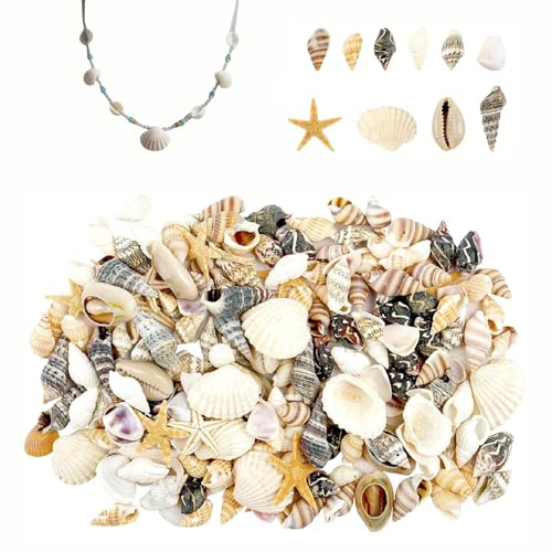 210 Stück Muscheln Zum Basteln Natürliche Muscheln Deko Ohne Löcher Muscheln Klein Können Für Kunstmalerei Vasenfüllungen Partys Und Hochzeiten Mit Meeresthema Aquariendekorationen Verwendet Werden