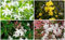 Yellow Jasmine Seed Gardenie Samen von mehrjährigen Garten-Blumen, Jasmin Baum Aromatische Pflanzen Easy Grow 30 PC