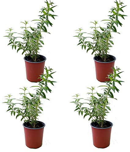 Hierbaluisa - PACK 4 UNIDADES - Plantas de Hierba Luisa Naturales para Exterior